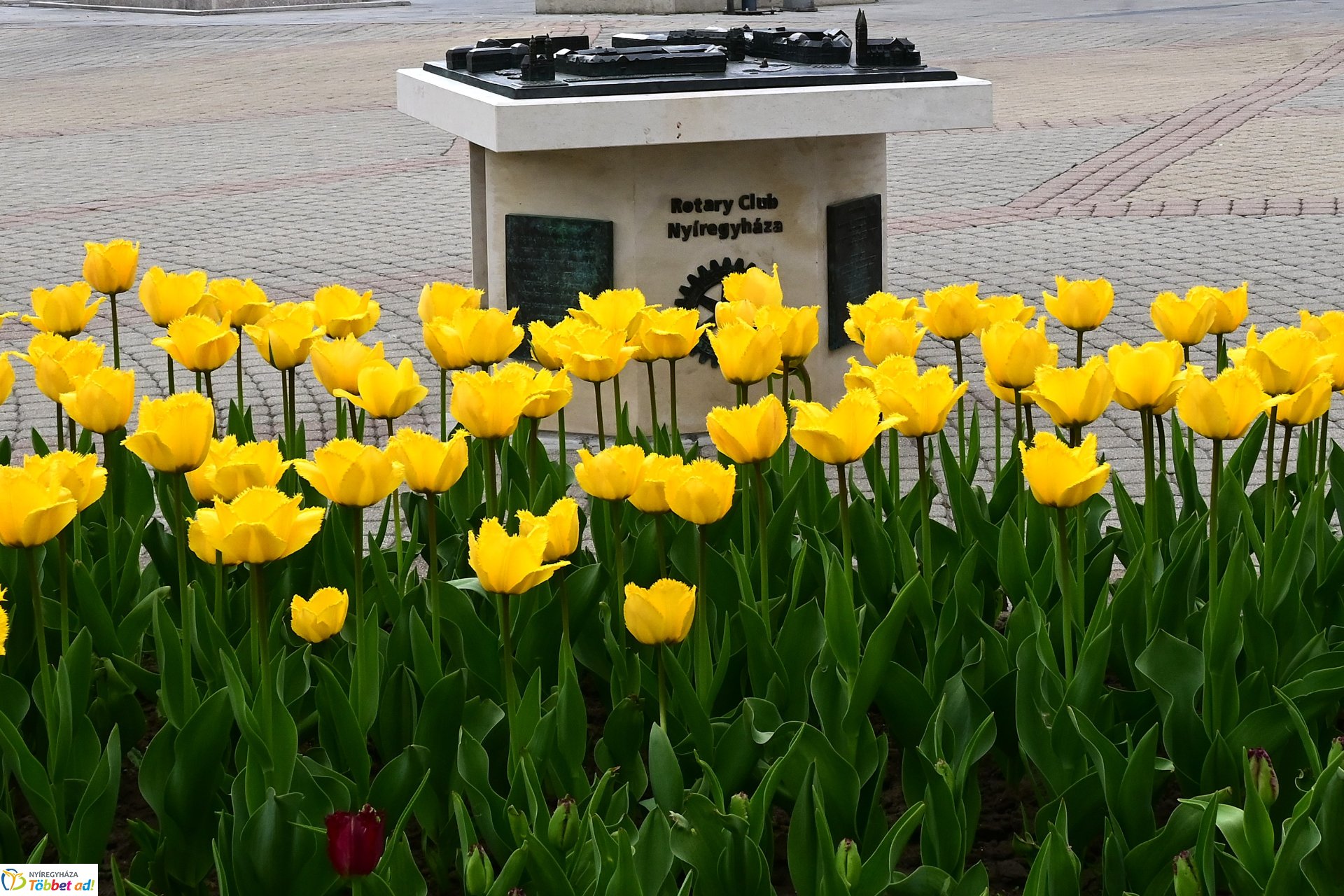 Tavaszi virágcsokor