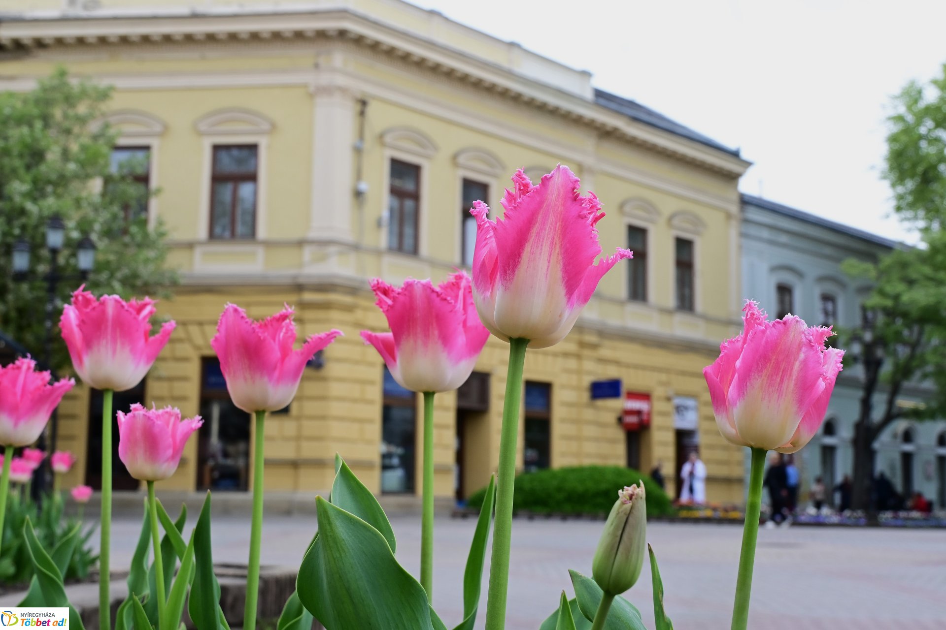 Tavaszi virágcsokor