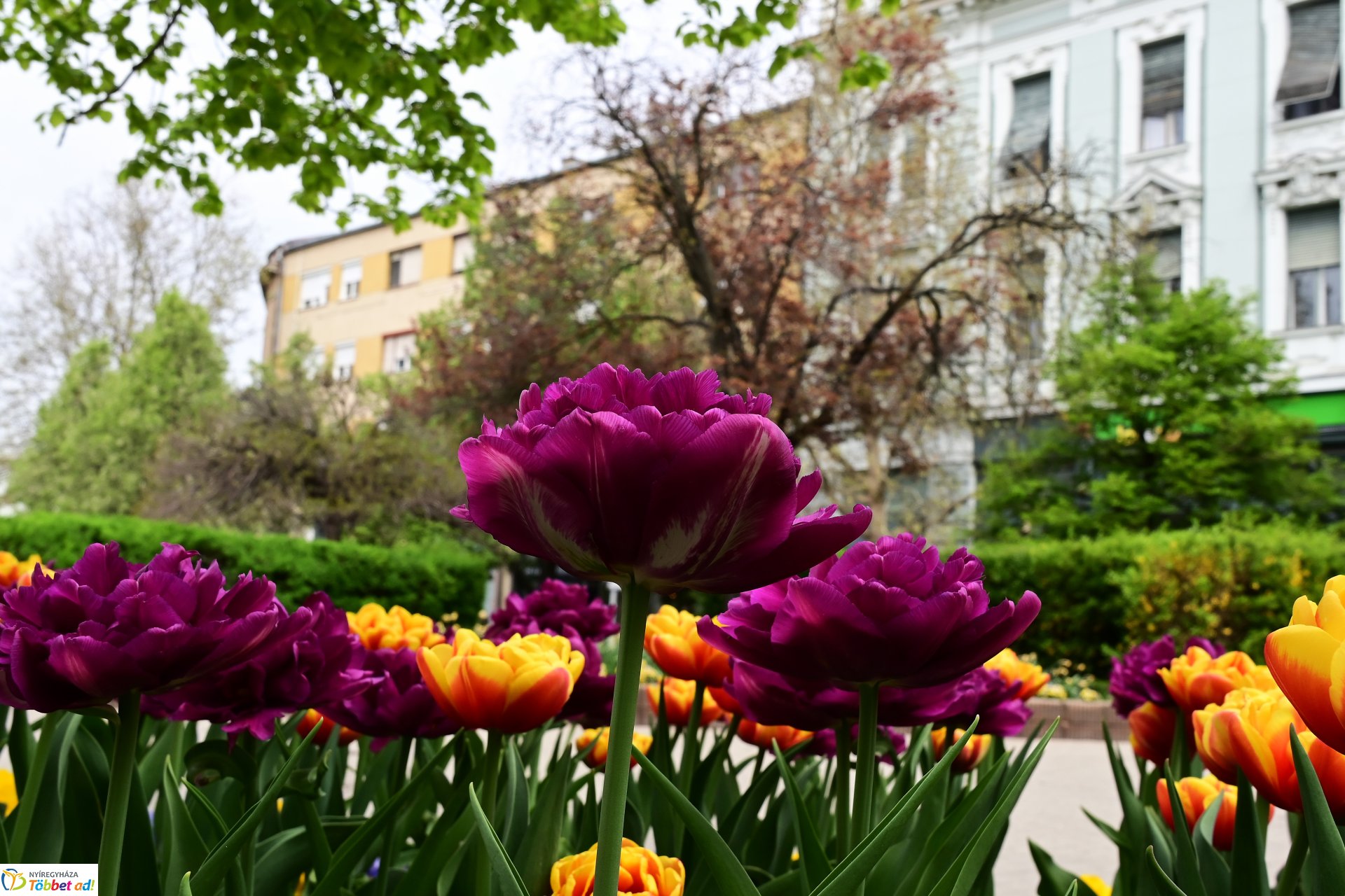 Tavaszi virágcsokor