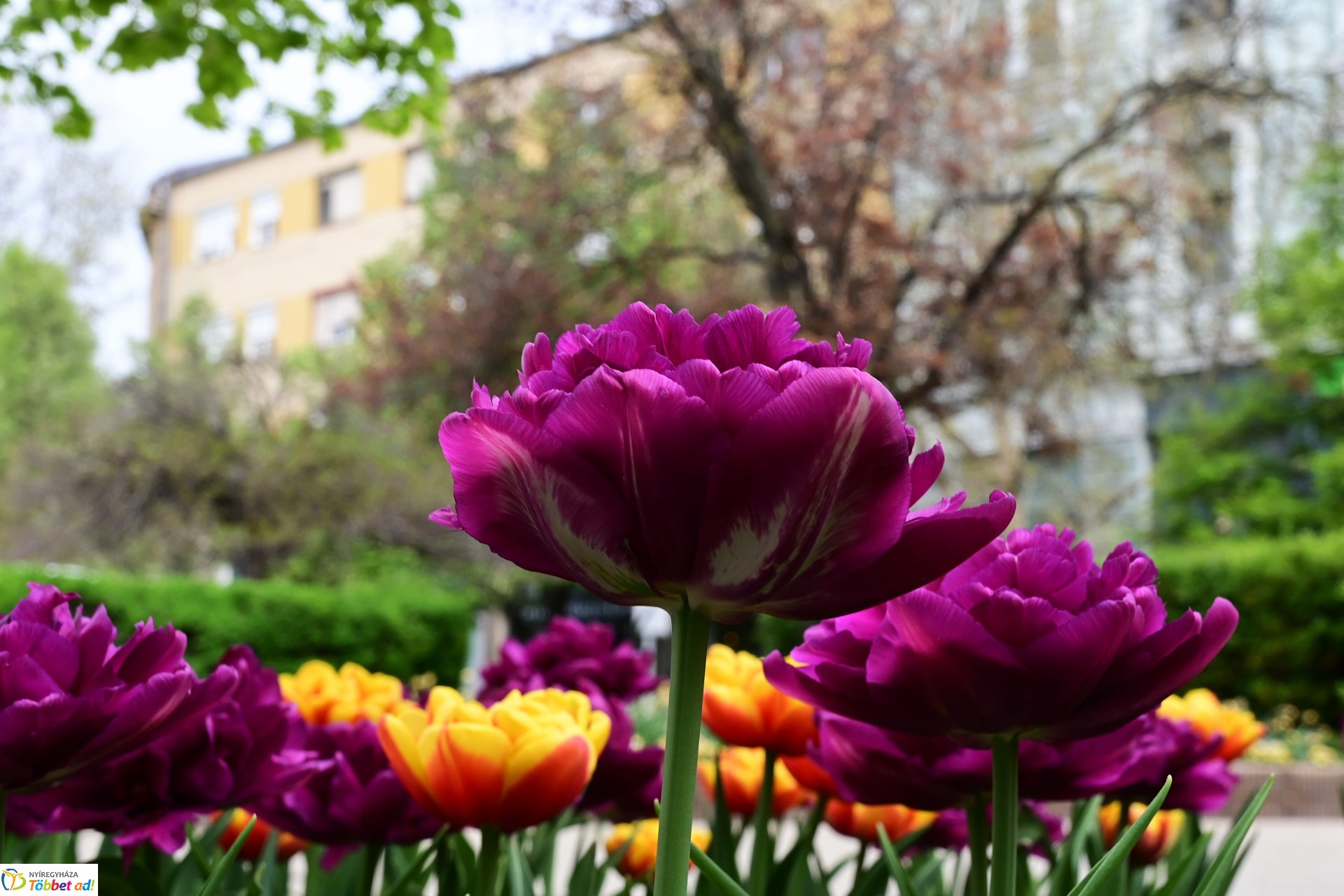 Tavaszi virágcsokor