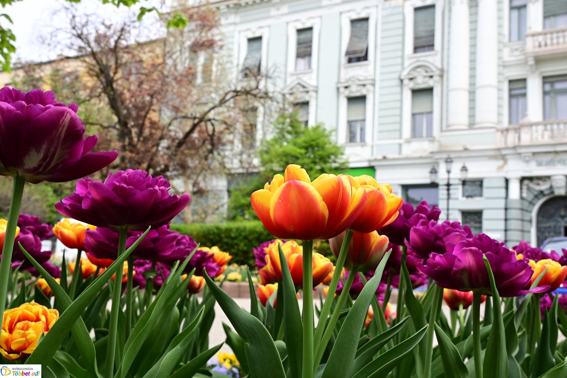 Tavaszi virágcsokor