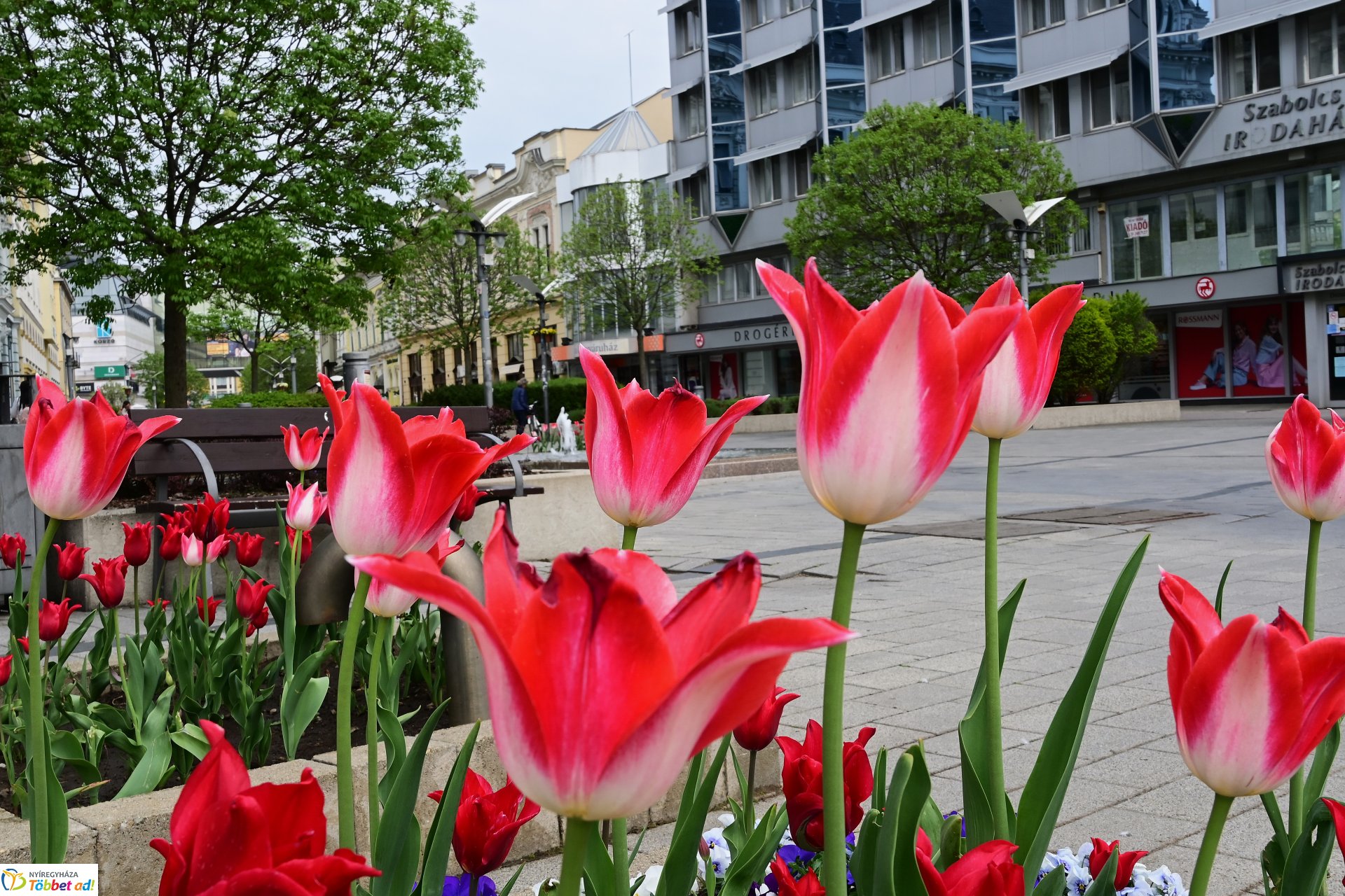 Tavaszi virágcsokor