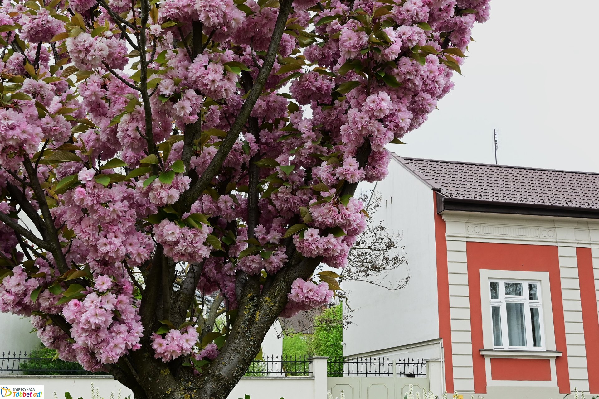 Tavaszi virágcsokor
