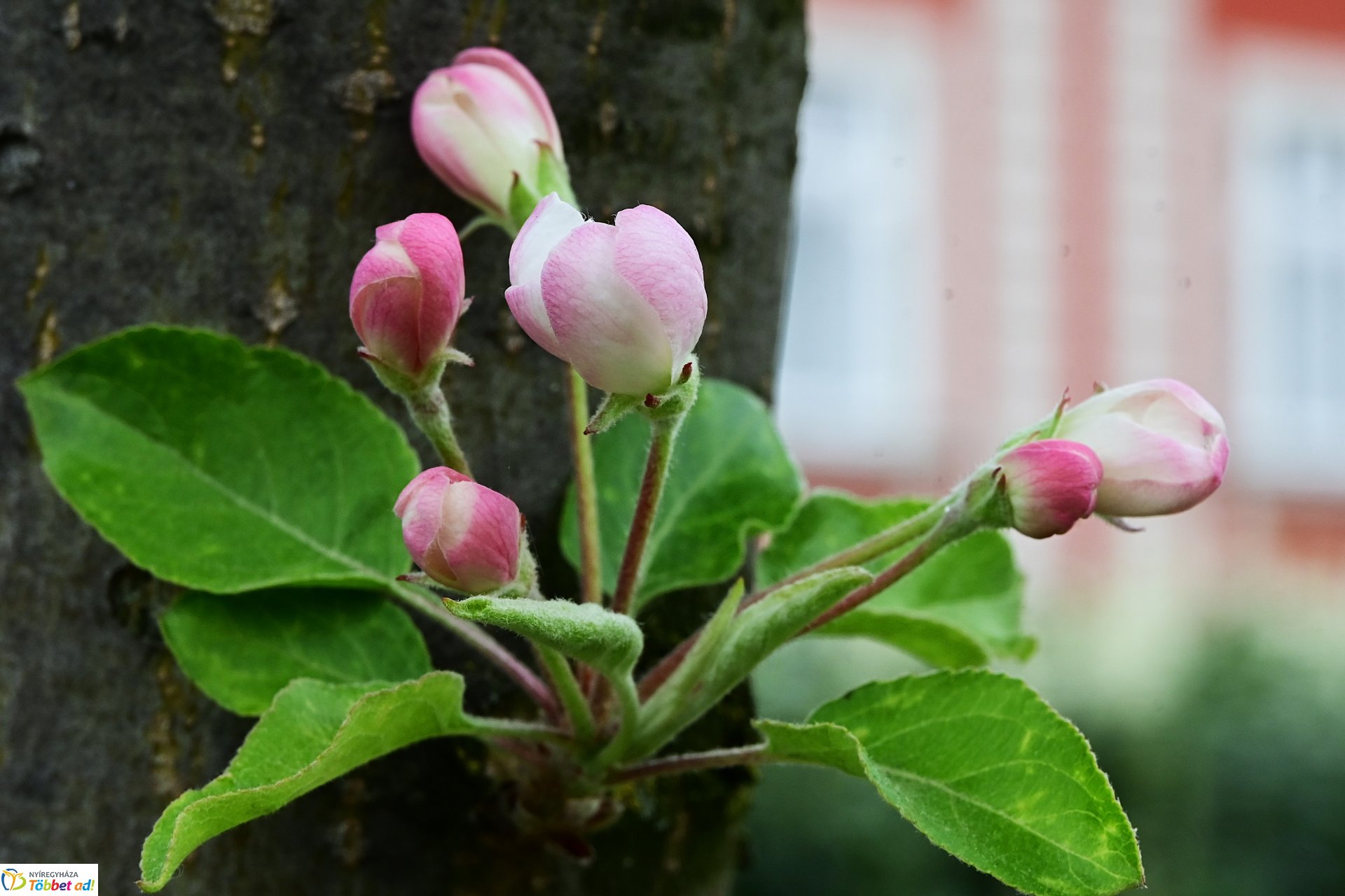 Tavaszi virágcsokor