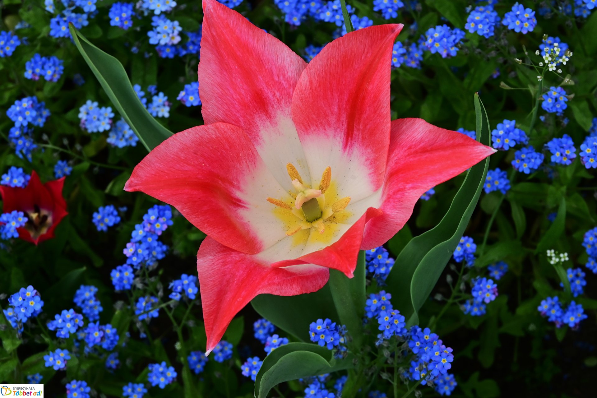 Tavaszi virágcsokor