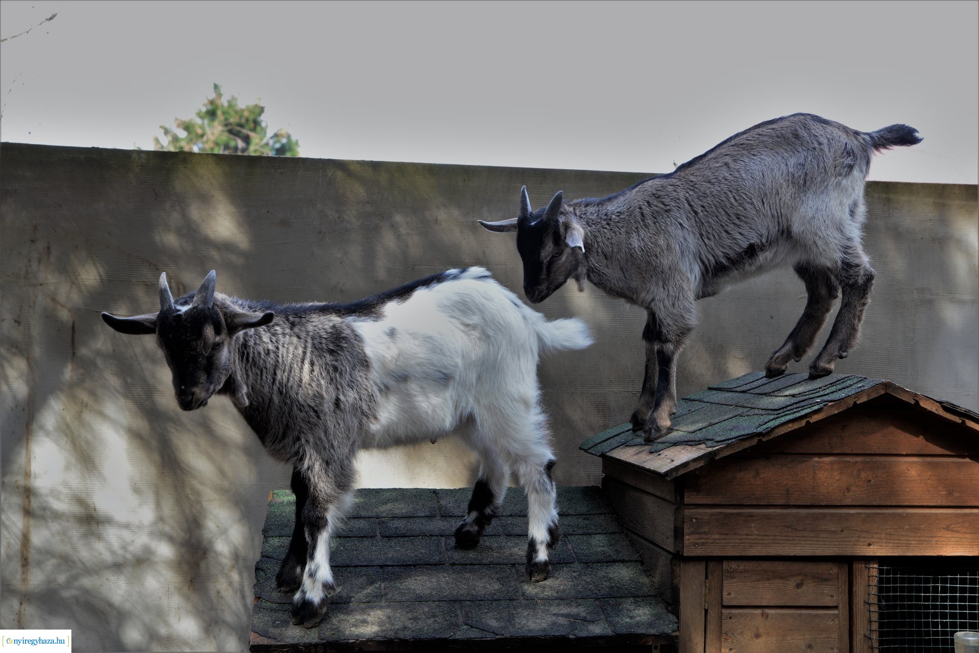 Tavaszi zsibongó Sóstóhegyen