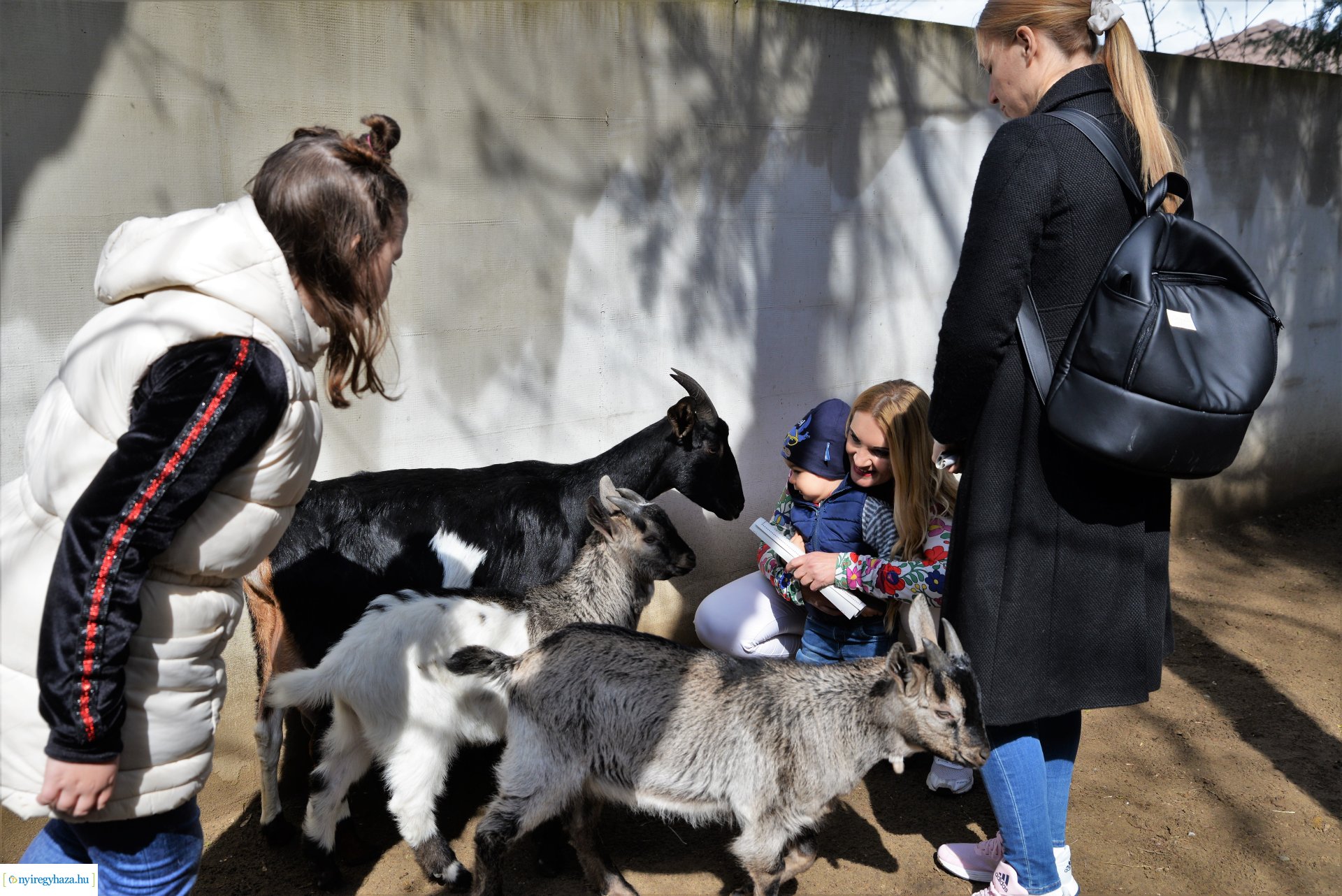 Tavaszi zsibongó Sóstóhegyen