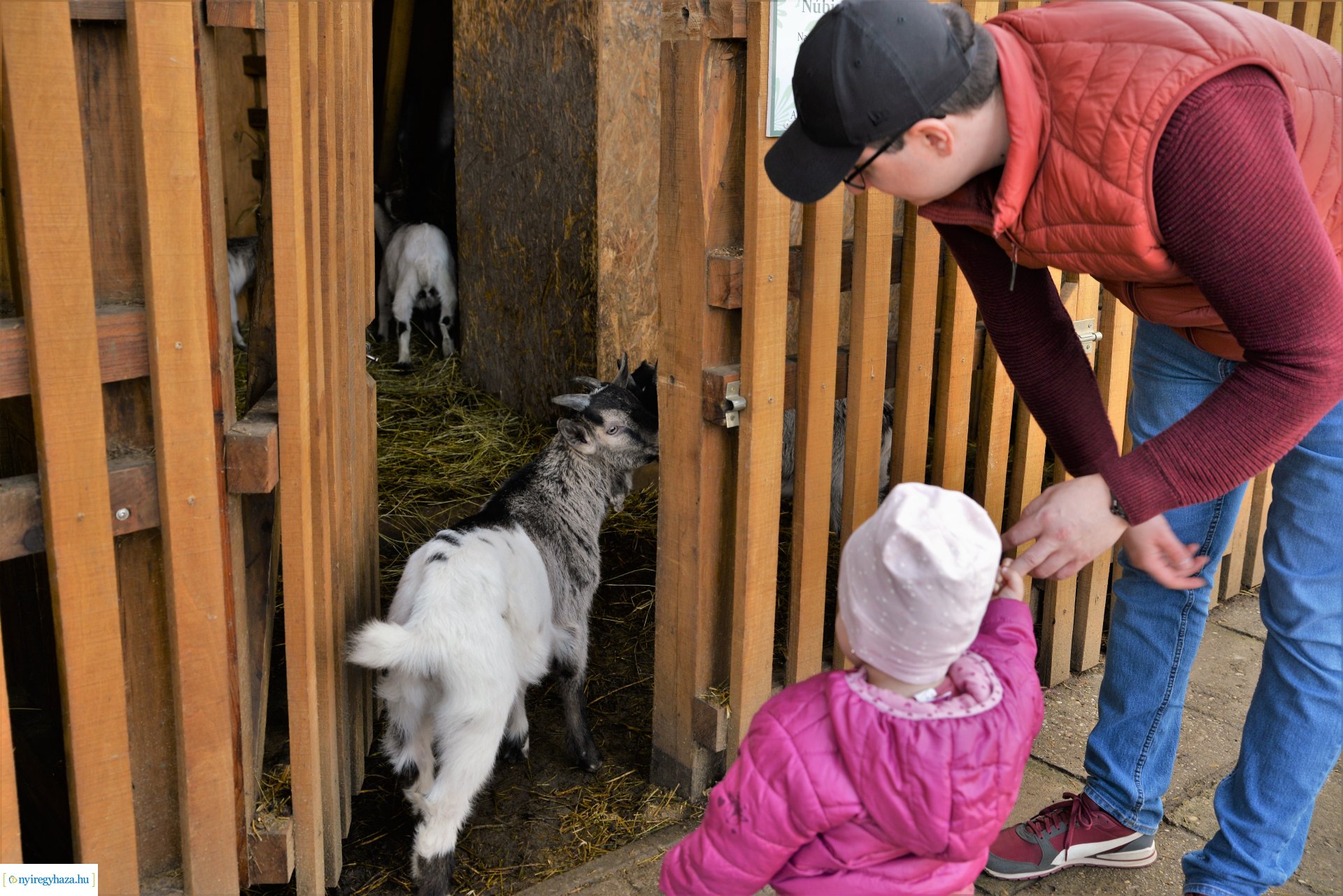 Tavaszi zsibongó Sóstóhegyen