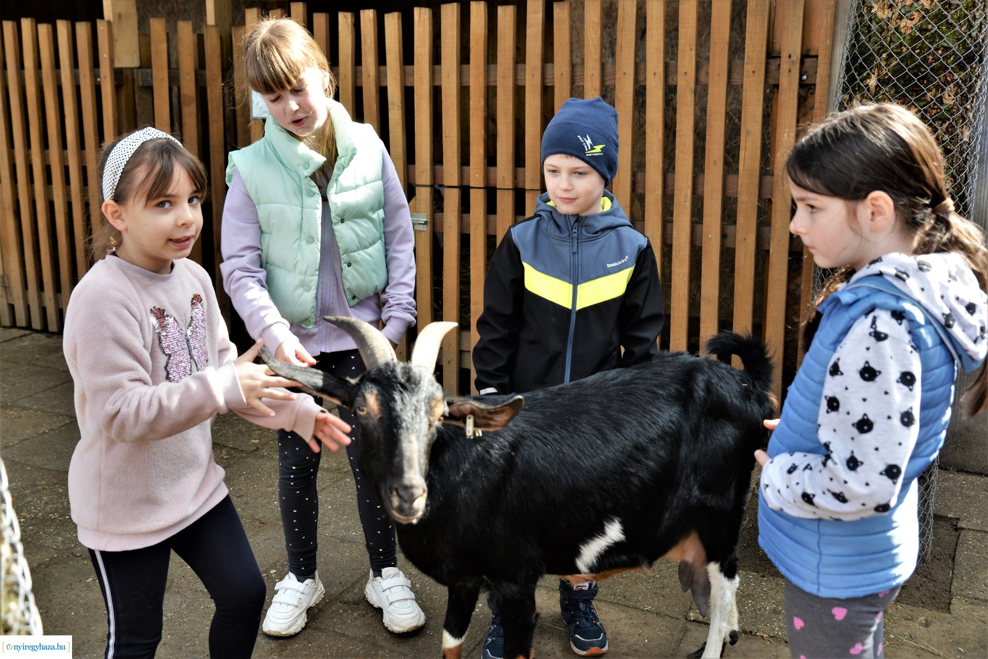 Tavaszi zsibongó Sóstóhegyen
