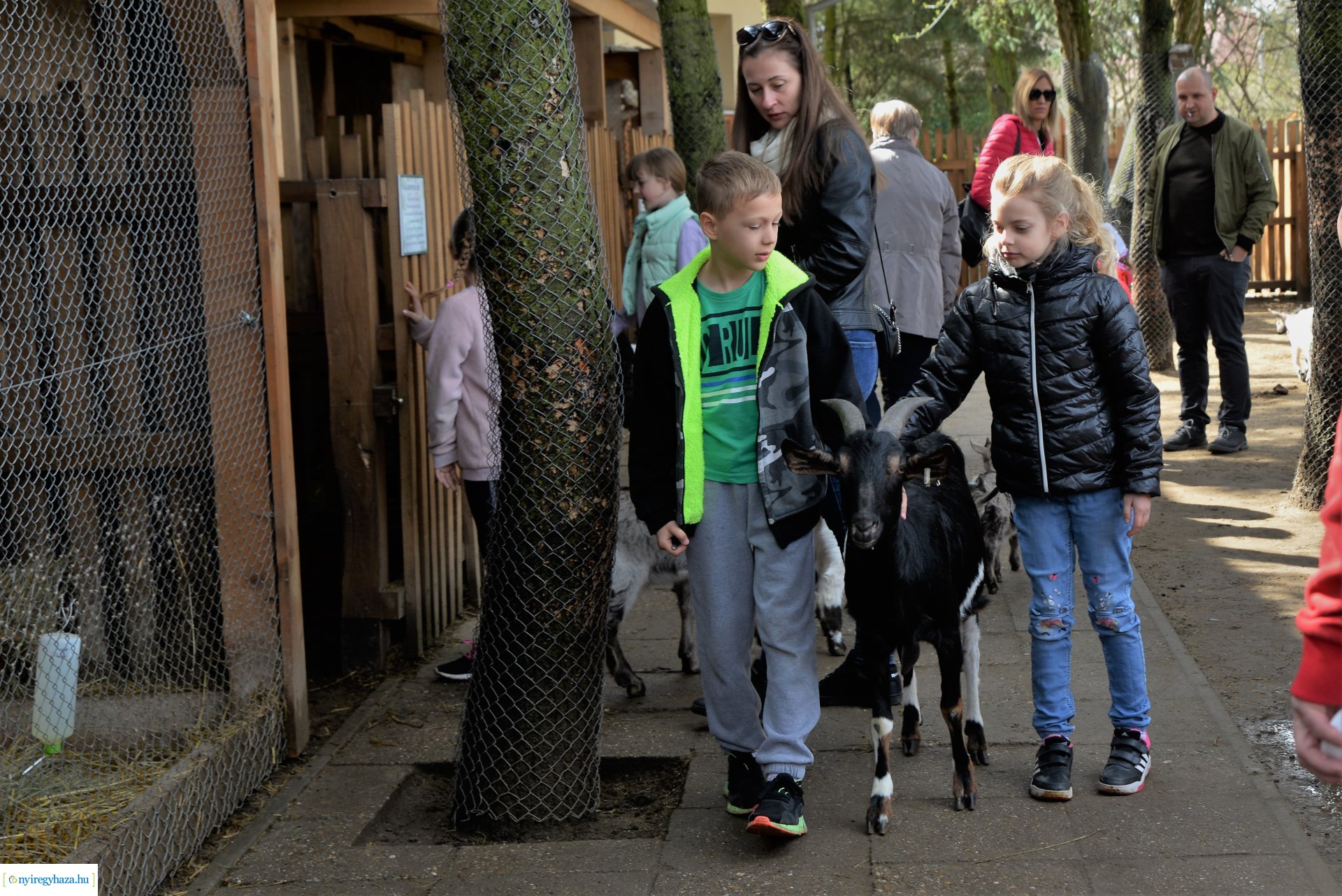 Tavaszi zsibongó Sóstóhegyen
