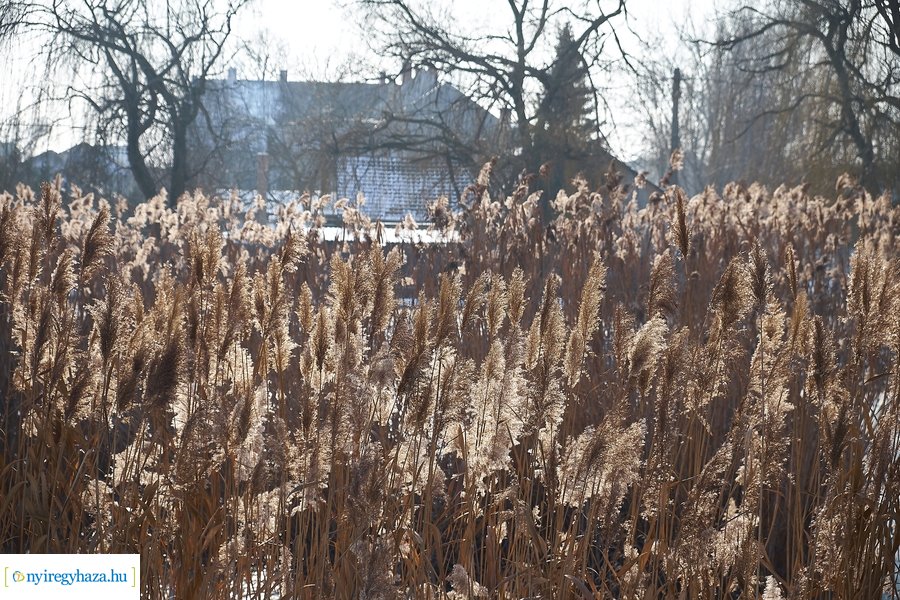 Téli csendélet a Bujtoson