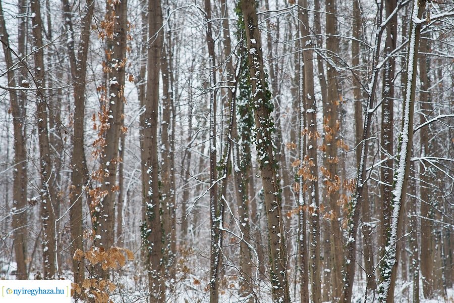 Téli csendélet a Sóstói erdőben 20210114