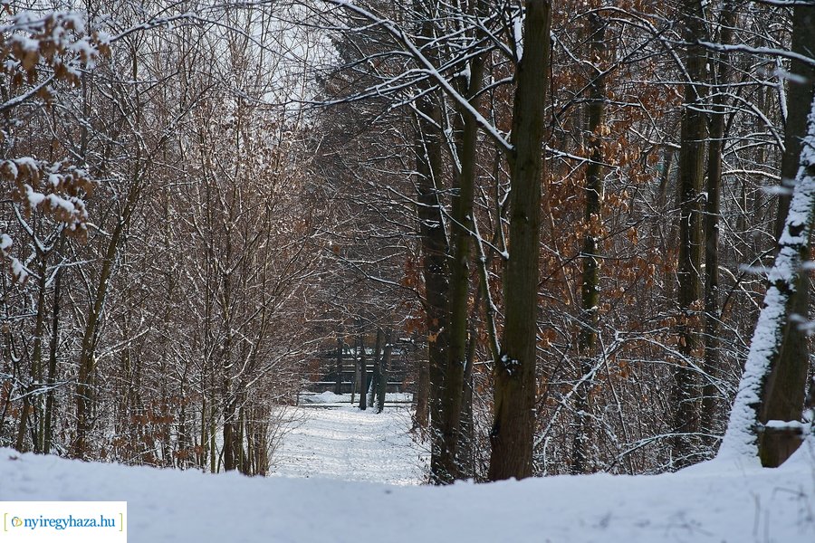 Téli csendélet a Sóstói erdőben 20210114