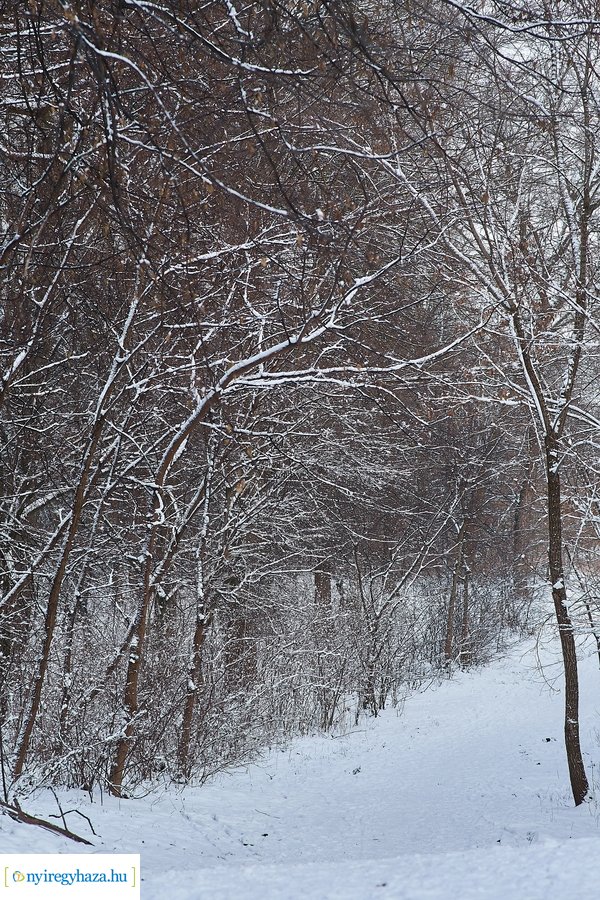 Téli csendélet a Sóstói erdőben 20210114