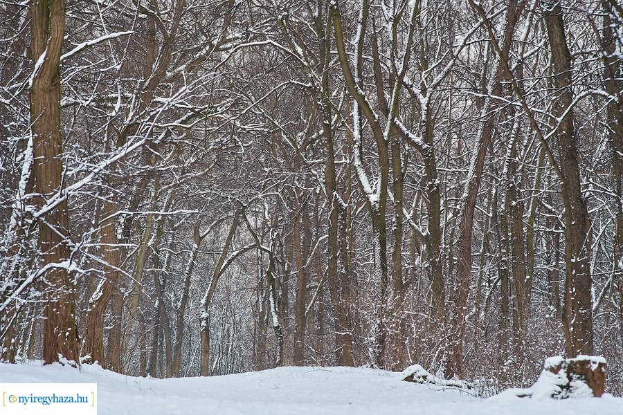 Téli csendélet a Sóstói erdőben 20210114