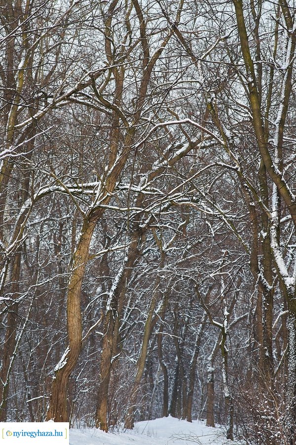Téli csendélet a Sóstói erdőben 20210114