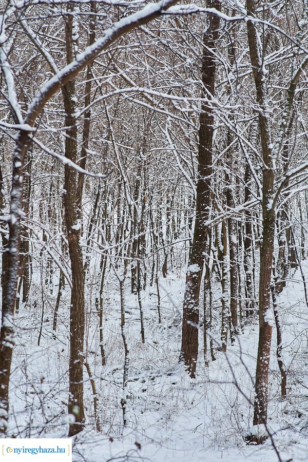Téli csendélet a Sóstói erdőben 20210114