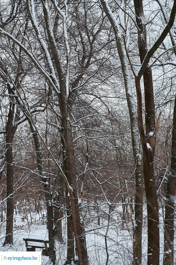 Téli csendélet a Sóstói erdőben 20210114