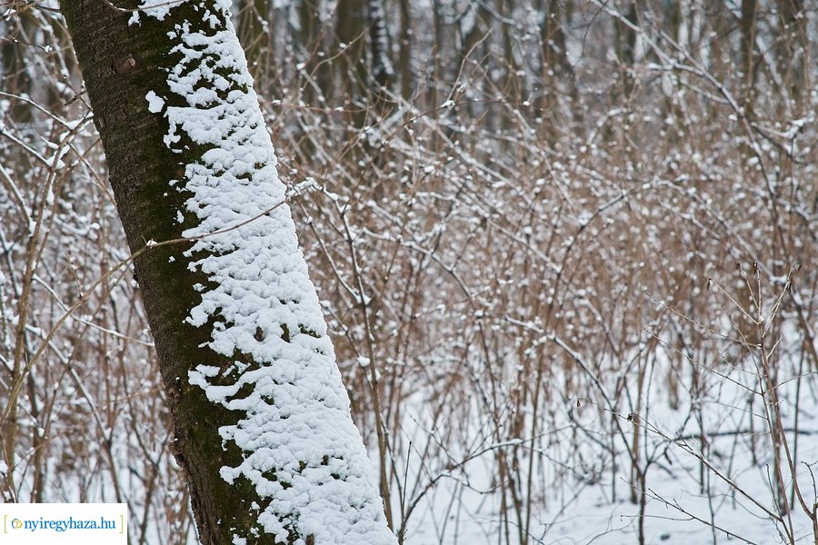 Téli csendélet a Sóstói erdőben 20210114