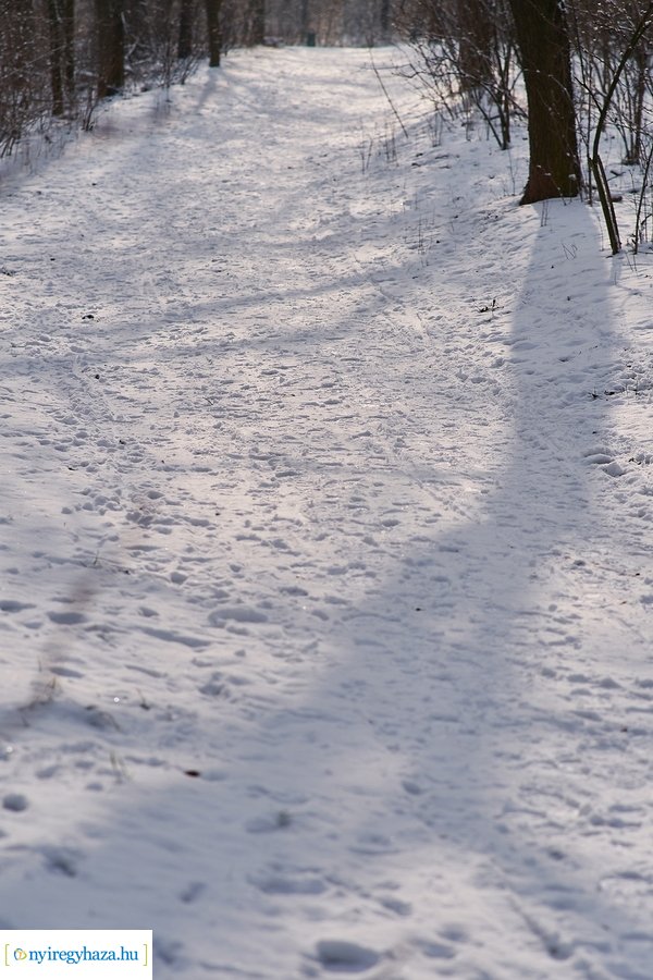 Téli csendélet a Sóstói erdőben 20210114