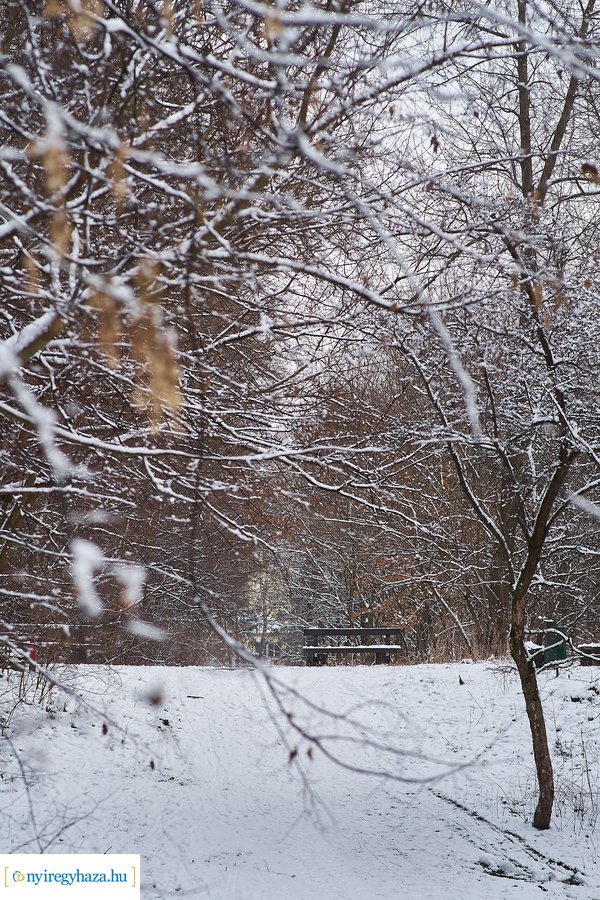 Téli csendélet a Sóstói erdőben 20210114