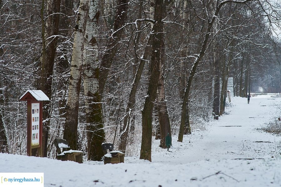 Téli csendélet a Sóstói erdőben 20210114