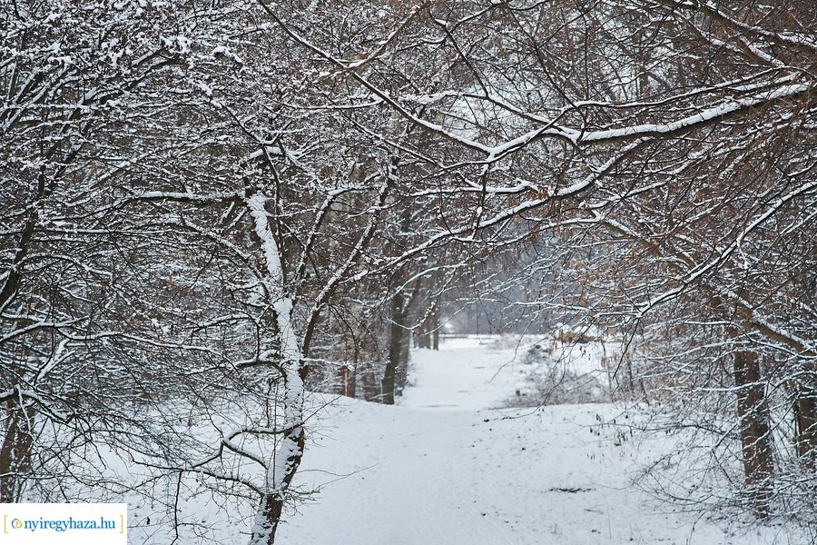 Téli csendélet a Sóstói erdőben 20210114