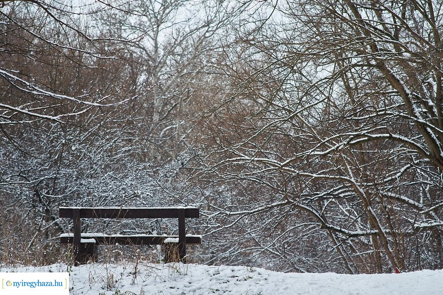 Téli csendélet a Sóstói erdőben 20210114