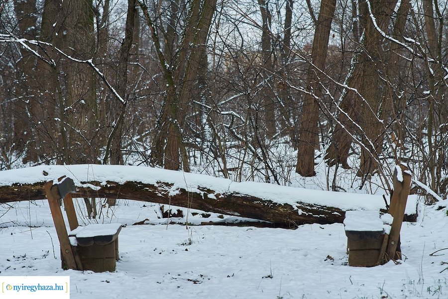 Téli csendélet a Sóstói erdőben 20210114