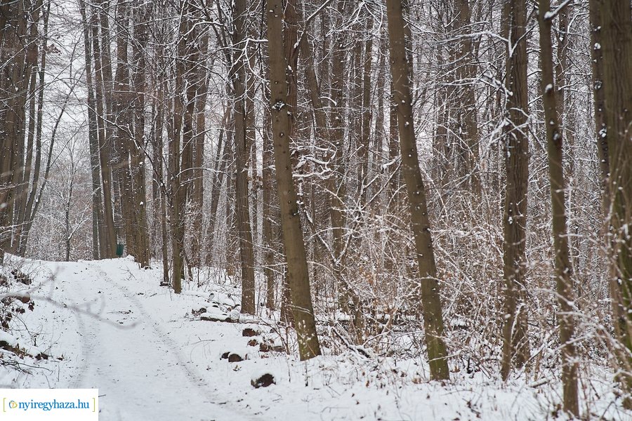 Téli csendélet a Sóstói erdőben 20210114