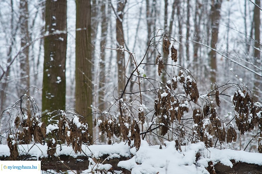 Téli csendélet a Sóstói erdőben 20210114
