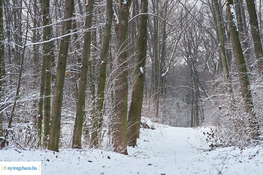 Téli csendélet a Sóstói erdőben 20210114