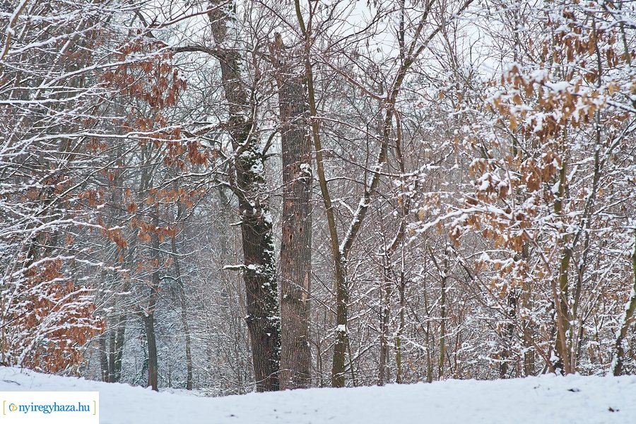 Téli csendélet a Sóstói erdőben 20210114
