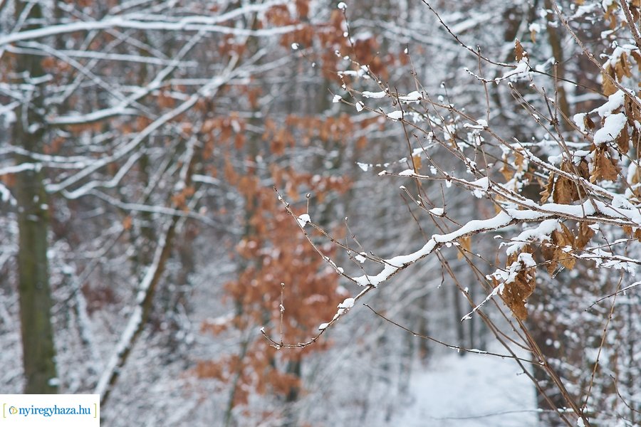 Téli csendélet a Sóstói erdőben 20210114