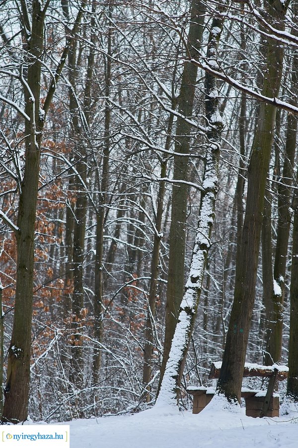 Téli csendélet a Sóstói erdőben 20210114