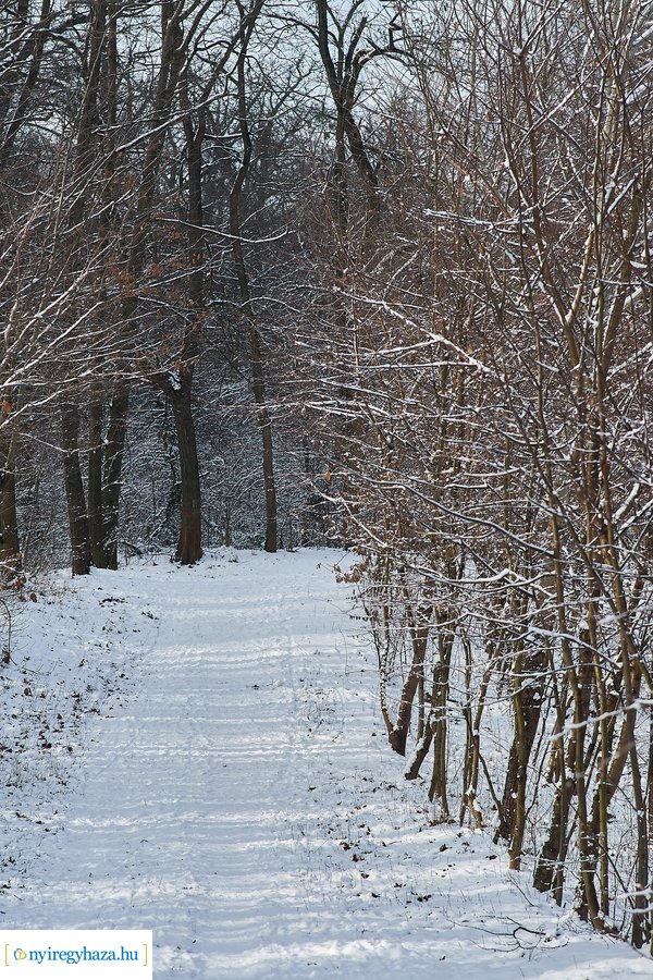 Téli csendélet a Sóstói erdőben 20210114