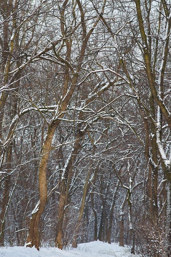 Téli csendélet a Sóstói erdőben 20210114