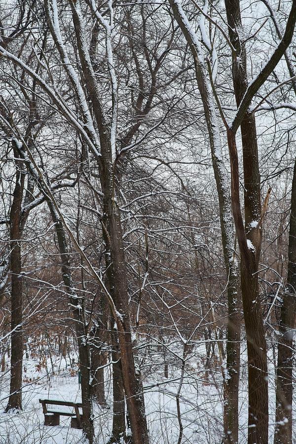 Téli csendélet a Sóstói erdőben 20210114