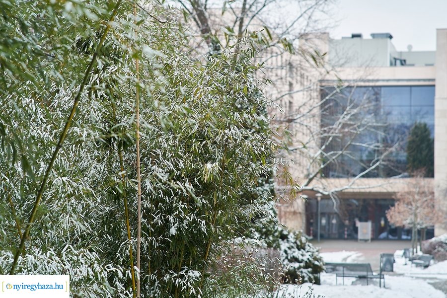 Téli csendélet az egyetemen 20210114