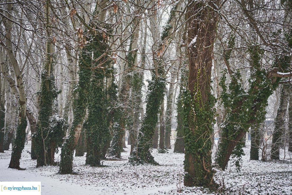 Téli csendéletek 20210218