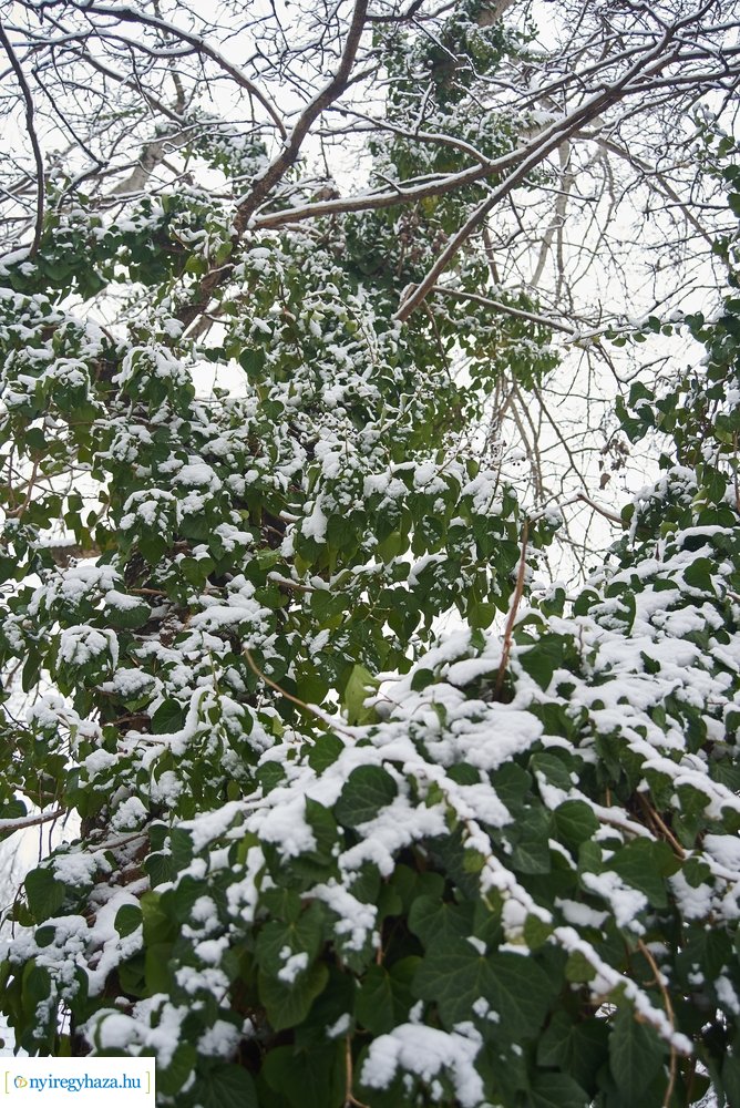 Téli csendéletek 20210218