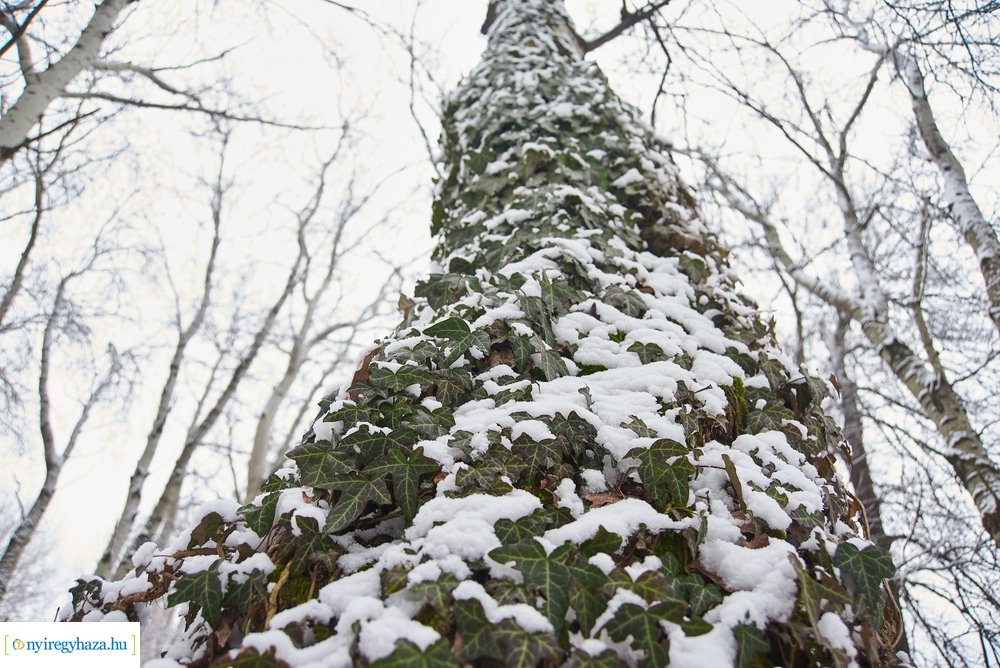 Téli csendéletek 20210218