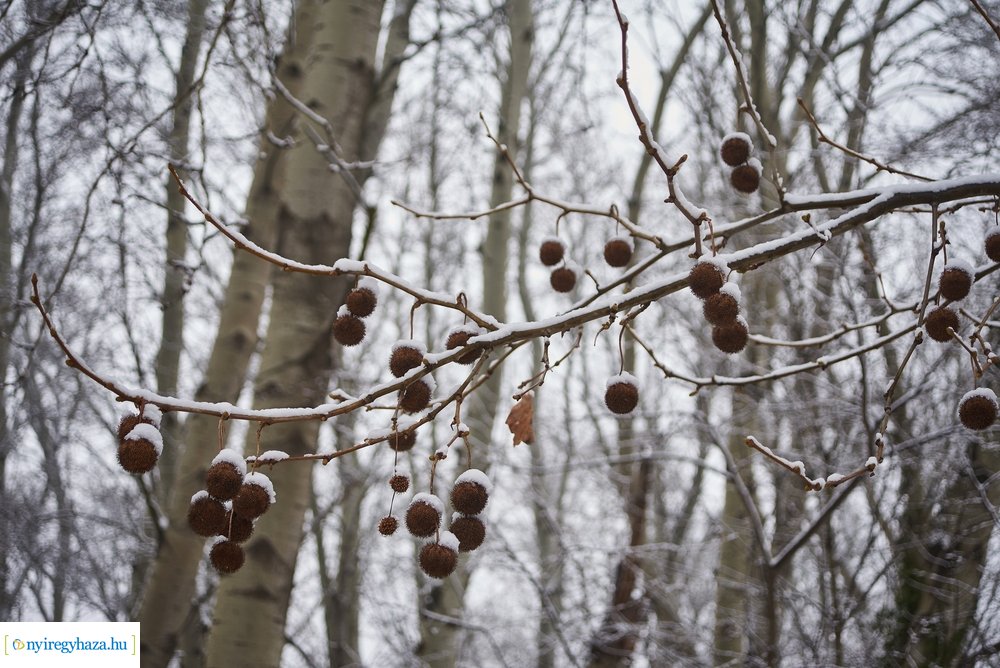 Téli csendéletek 20210218