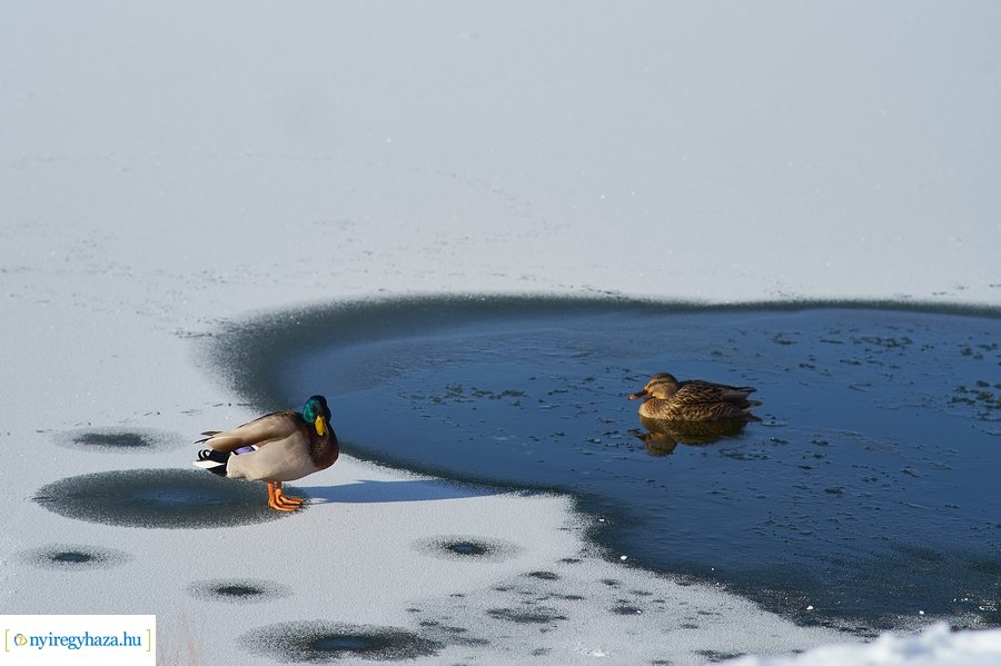 Téli séta a Bujtosi Városligetben 20220109