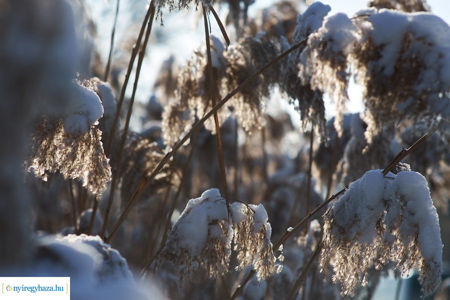 Téli séta a Bujtosi Városligetben 20220109