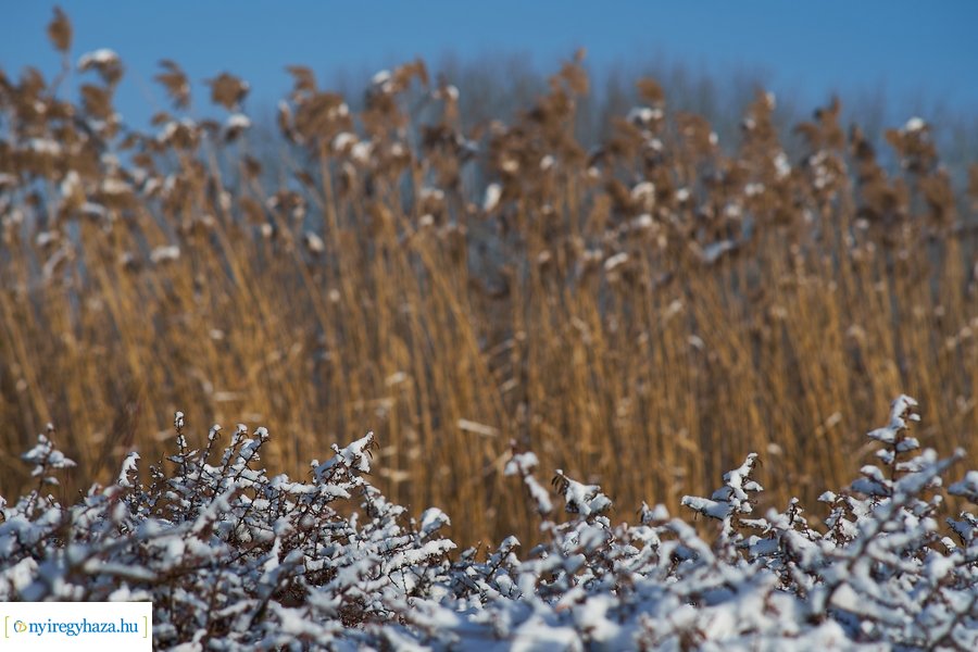 Téli séta a Bujtosi Városligetben 20220109