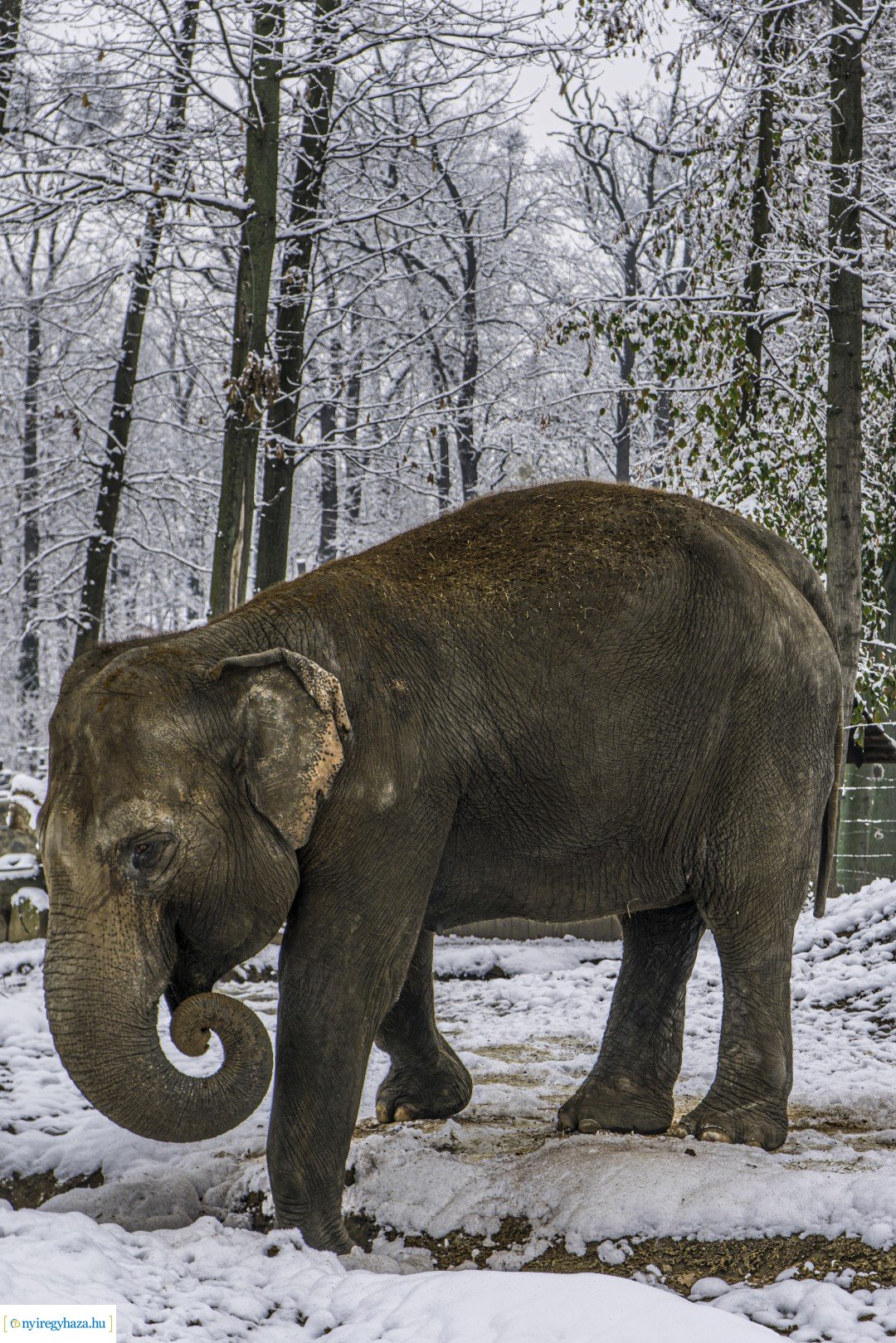 Téli séta az Állatparkban