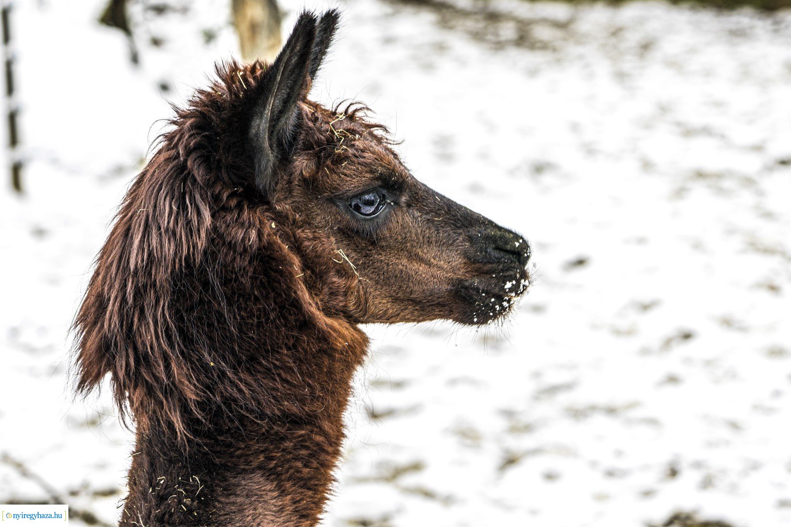 Téli séta az Állatparkban