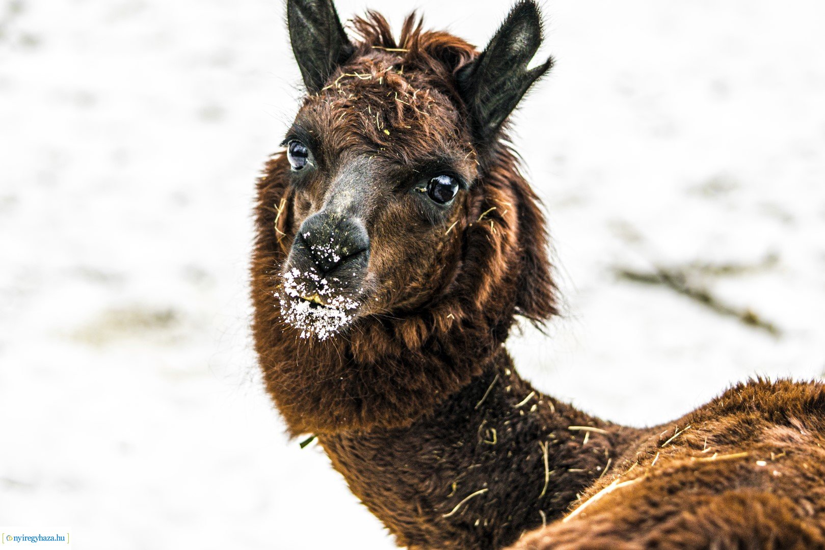 Téli séta az Állatparkban
