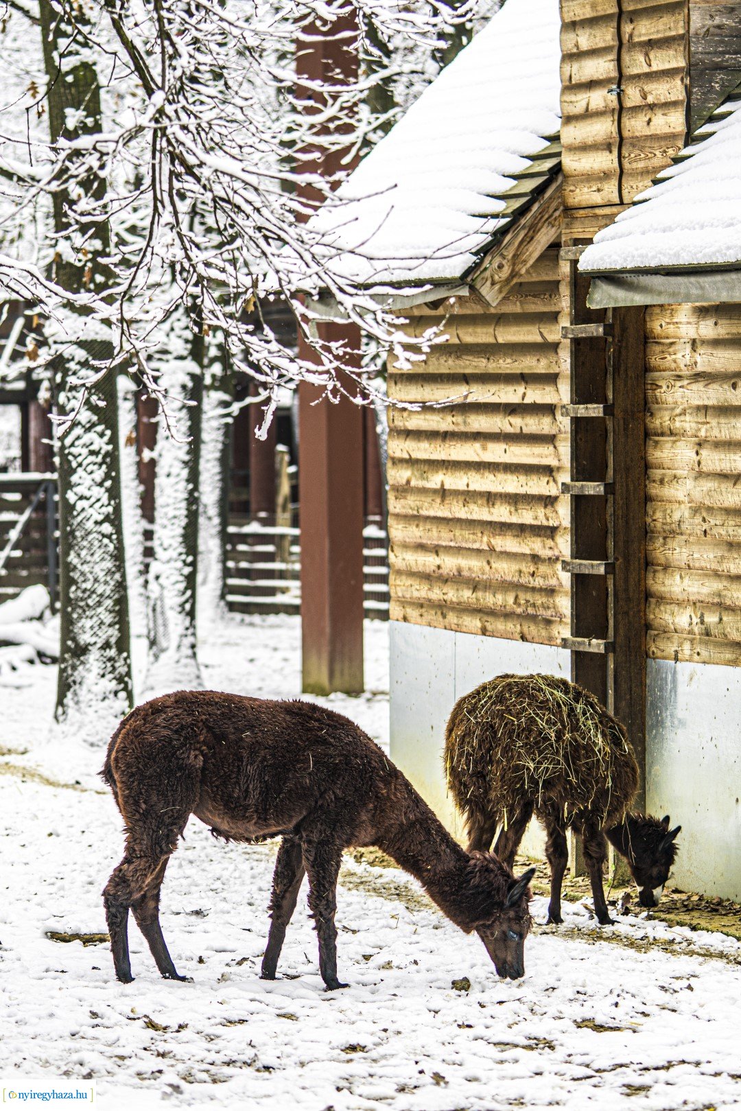 Téli séta az Állatparkban